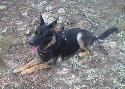 Mako taking a break during Search training